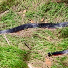 Pseudechis porphyriacus at Mongarlowe River - suppressed