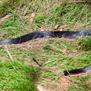 Pseudechis porphyriacus at Mongarlowe River - suppressed