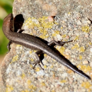 Lampropholis guichenoti at Mongarlowe River - suppressed