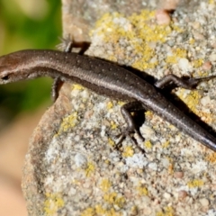 Lampropholis guichenoti at Mongarlowe River - suppressed