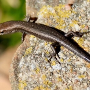 Lampropholis guichenoti at Mongarlowe River - suppressed