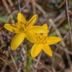 Hypoxis hygrometrica var. villosisepala (Golden Weather-grass) at Forde, ACT - 21 Apr 2024 by Cmperman