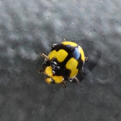 Illeis galbula (Fungus-eating Ladybird) at Mongarlowe River - 21 Apr 2024 by LisaH