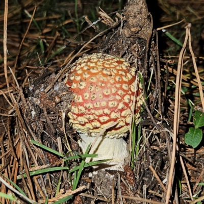 Amanita muscaria (Fly Agaric) at QPRC LGA - 21 Apr 2024 by MatthewFrawley