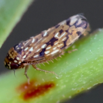 Unidentified Leafhopper or planthopper (Hemiptera, several families) at Mongarlowe, NSW - 21 Apr 2024 by LisaH