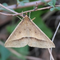 Epidesmia perfabricata (Grey Epidesmia) at Mongarlowe River - 21 Apr 2024 by LisaH