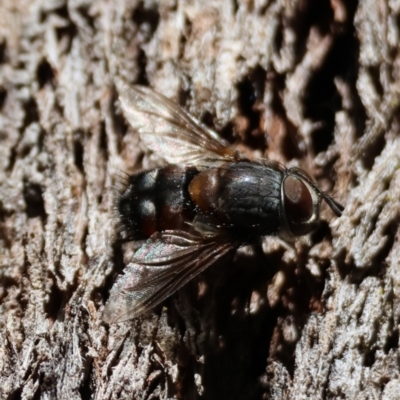 Prodiaphania sp. (genus) (A Tachinid fly) at Mongarlowe, NSW - 21 Apr 2024 by LisaH