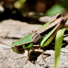 Praxibulus sp. (genus) (A grasshopper) at Mongarlowe, NSW - 21 Apr 2024 by LisaH