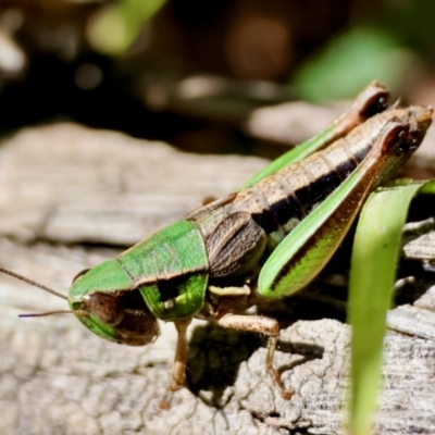 Praxibulus sp. (genus) (A grasshopper) at Mongarlowe River - 21 Apr 2024 by LisaH