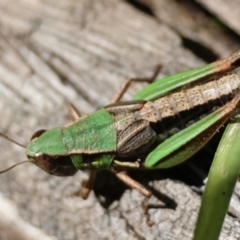 Praxibulus sp. (genus) at QPRC LGA - 21 Apr 2024