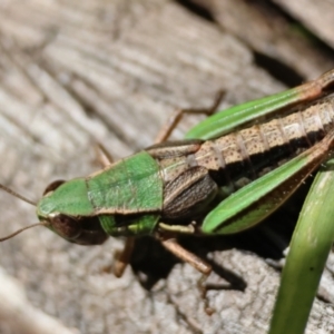 Praxibulus sp. (genus) at QPRC LGA - suppressed
