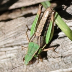 Praxibulus sp. (genus) at QPRC LGA - suppressed