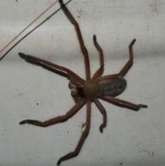 Delena cancerides (Social huntsman spider) at Freshwater Creek, VIC - 12 Mar 2024 by WendyEM