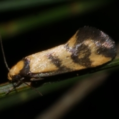 Olbonoma triptycha (Chezela Group) at Freshwater Creek, VIC - 15 Mar 2024 by WendyEM