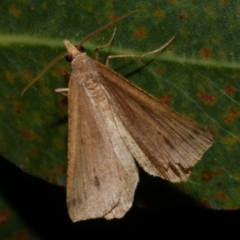 Parosteodes fictiliaria (Dodonaea Moth) at Freshwater Creek, VIC - 15 Mar 2024 by WendyEM
