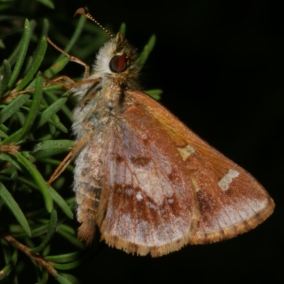 Dispar compacta (Barred Skipper) at Freshwater Creek, VIC - 15 Mar 2024 by WendyEM