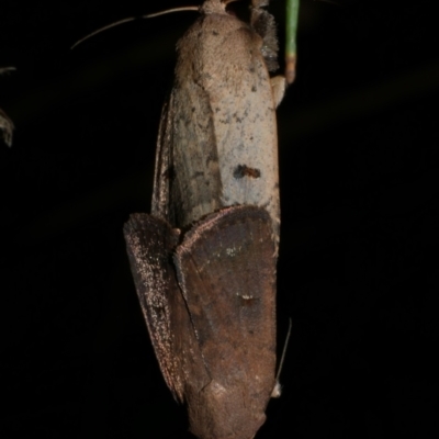 Proteuxoa hypochalchis (Black-bar Noctuid) at Freshwater Creek, VIC - 15 Mar 2024 by WendyEM