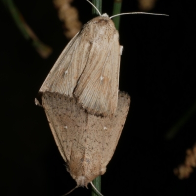 Leucania uda (A Noctuid moth) at Freshwater Creek, VIC - 15 Mar 2024 by WendyEM