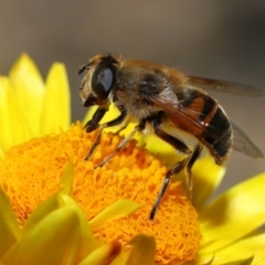 Eristalis tenax (Drone fly) at Acton, ACT - 19 Apr 2024 by TimL