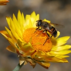 Eristalis tenax at GG179 - 19 Apr 2024