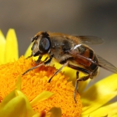 Eristalis tenax at GG179 - 19 Apr 2024