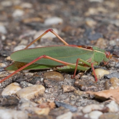 Caedicia simplex (Common Garden Katydid) at Acton, ACT - 20 Apr 2024 by TimL