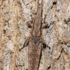 Coryphistes ruricola (Bark-mimicking Grasshopper) at Acton, ACT - 20 Apr 2024 by TimL