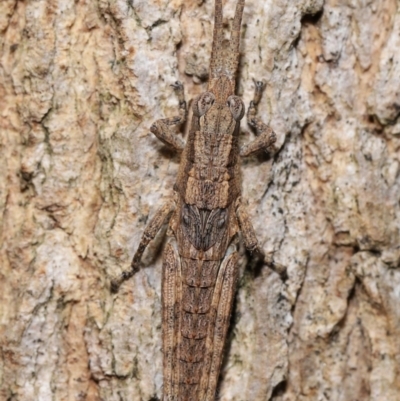 Coryphistes ruricola (Bark-mimicking Grasshopper) at Acton, ACT - 20 Apr 2024 by TimL