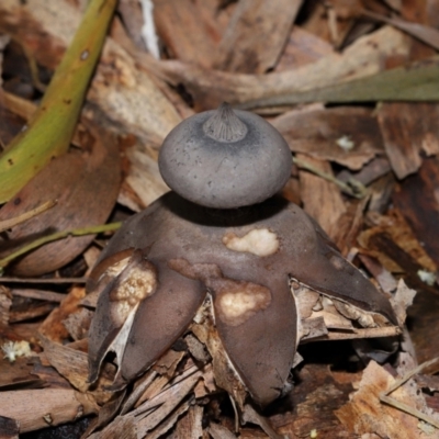 Geastrum tenuipes (An earthstar) at Acton, ACT - 20 Apr 2024 by TimL