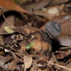 Geastrum tenuipes at ANBG - 20 Apr 2024 12:46 PM