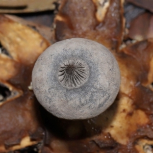 Geastrum tenuipes at ANBG - 20 Apr 2024