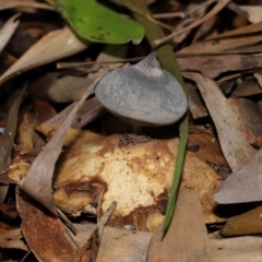 Geastrum tenuipes (An earthstar) at ANBG - 20 Apr 2024 by TimL
