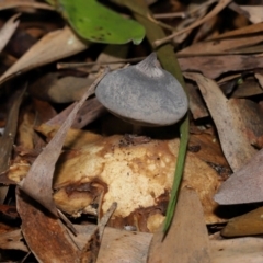 Geastrum tenuipes (An earthstar) at Acton, ACT - 20 Apr 2024 by TimL