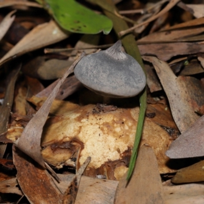 Geastrum tenuipes (An earthstar) at Acton, ACT - 20 Apr 2024 by TimL