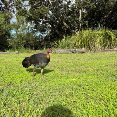 Alectura lathami (Australian Brush-turkey) at suppressed - 21 Apr 2024 by Choyster