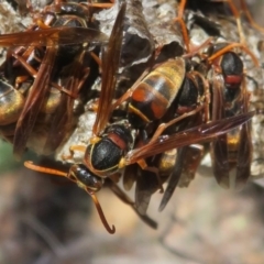 Polistes (Polistella) humilis (Common Paper Wasp) at Acton, ACT - 21 Apr 2024 by Christine