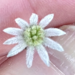 Actinotus minor (Lesser Flannel Flower) at Moollattoo, NSW - 21 Apr 2024 by lbradley