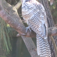 Eudynamys orientalis at Flynn, ACT - 2 Mar 2024