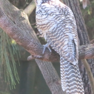 Eudynamys orientalis at Flynn, ACT - 2 Mar 2024