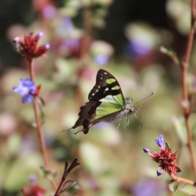 Graphium macleayanum (Macleay's Swallowtail) at Mount Tomah, NSW - 21 Apr 2024 by Milobear
