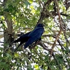 Corvus coronoides (Australian Raven) at Aranda, ACT - 20 Apr 2024 by KMcCue