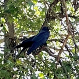 Corvus coronoides at GG182 - 20 Apr 2024 02:22 PM