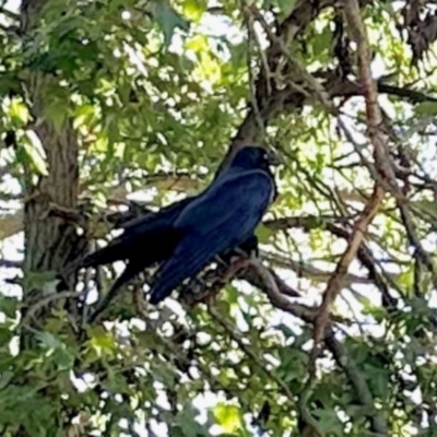 Corvus coronoides (Australian Raven) at Aranda, ACT - 20 Apr 2024 by KMcCue