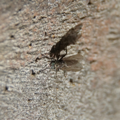 Unidentified Other true fly at Higgins Woodland - 21 Apr 2024 by Trevor