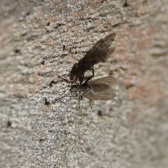 Unidentified Other true fly at Higgins, ACT - 21 Apr 2024 by Trevor