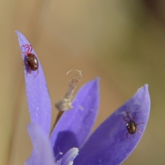 Acari (informal subclass) (Unidentified mite) at Higgins, ACT - 21 Apr 2024 by Trevor