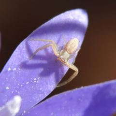 Thomisidae (family) (Unidentified Crab spider or Flower spider) at Higgins, ACT - 21 Apr 2024 by Trevor