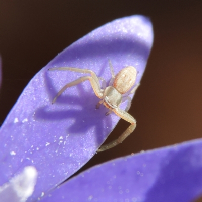 Thomisidae (family) (Unidentified Crab spider or Flower spider) at Higgins, ACT - 21 Apr 2024 by Trevor