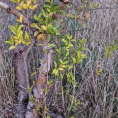 Ligustrum lucidum (Large-leaved Privet) at Watson, ACT - 20 Apr 2024 by AniseStar