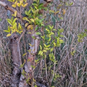 Ligustrum lucidum at Watson, ACT - 20 Apr 2024